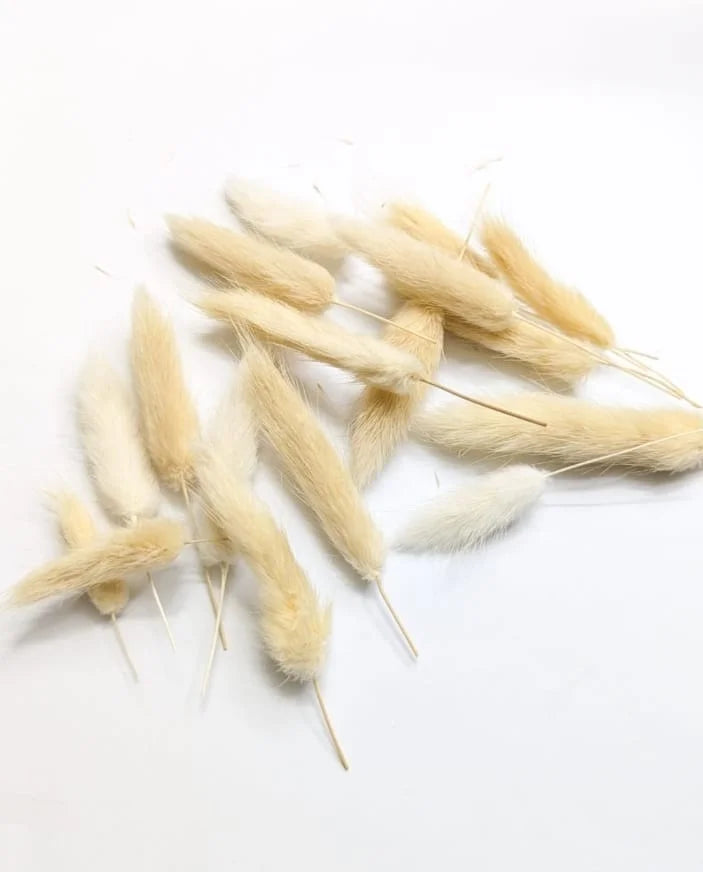 Imported Bunny Tail Full Bunch | Dried Decorative Flowers for Crafts & Home Decor