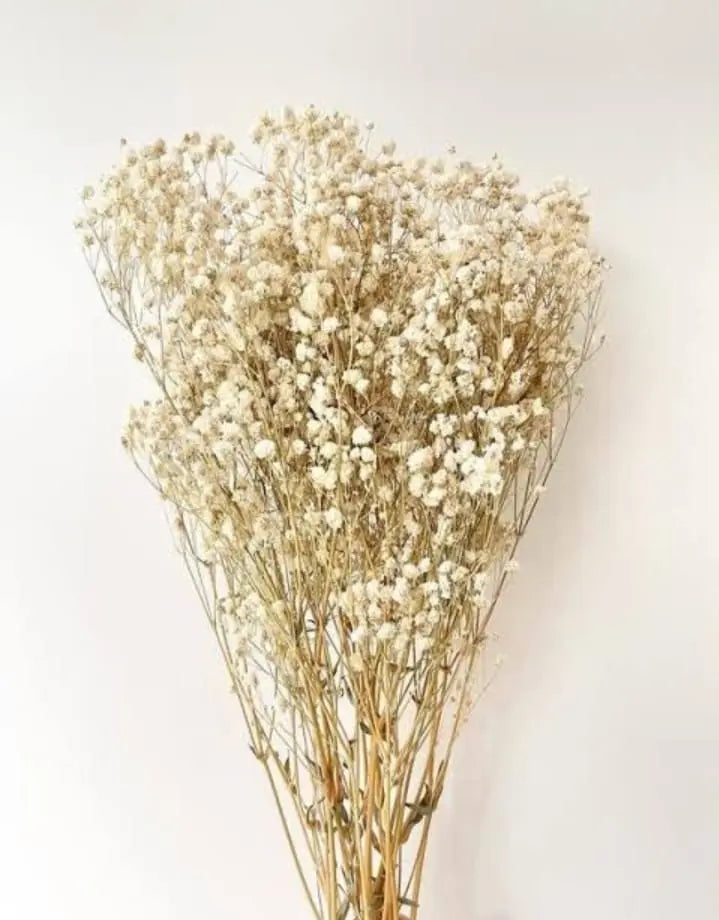 White Imported Dried Baby’s Breath Big Bunch for Cake Decoration
